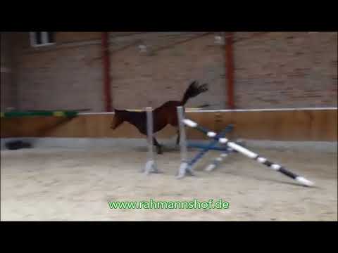 Born To Win Freispringen - 3j. Stute v. Baluga x Ultimo - FOR SALE