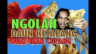 Download lagu DAUN KETAPANG DAN CARA MENGOLAHNYA mp3