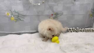 ハーフ犬の動画01