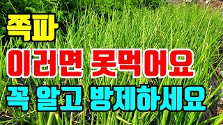 쪽파 노랗게 죽어가는 이유 잘못하면 못먹을수도있어요. 꼭 확인하세요