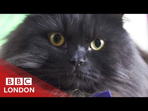 Is this London's cutest therapy cat? - BBC London