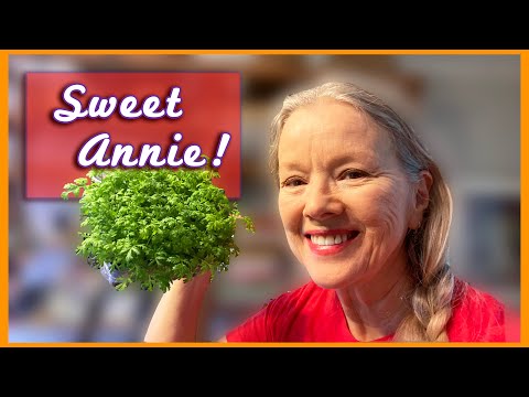 MEDICINAL PLANT Sweet Annie, potting up + what I've seeded so far!