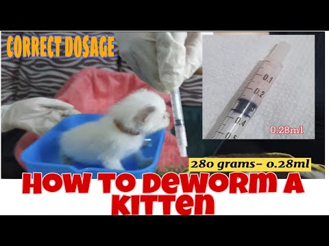 HOW TO DEWORM A KITTEN.