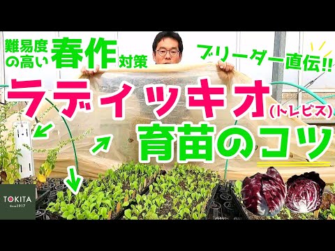 ルディ・リッチョッティについて詳しく解説