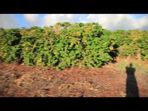 Aina Mahiai Pl, 2575, Kaanapali Coffee Farms, Lot 32, Realtor's Cut, RayChin com 081220