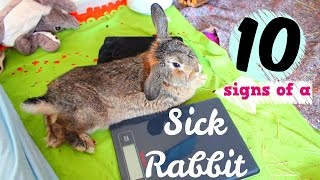 10 Signs that Your Rabbit is Sick