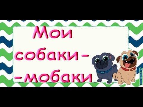 Мои ТРИ СОБАКИ:Тузик,Ластя и Рада :))