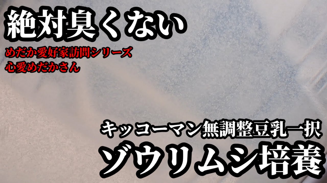 【ゾウリムシ培養】絶対臭くないキッコーマン無調整豆乳培養でコスパ良し【アルビノ出目ビッグアイ水泡眼(マリアージュシアン×アルビノシアン×月の瞳)【心愛めだか/旧俺の下駄】安らぎAQUAちゃんねる