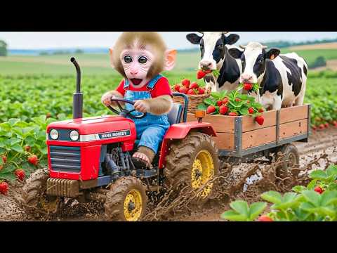 Monkey Nana drives a tractor to the garden to harvest giant tomatoes.