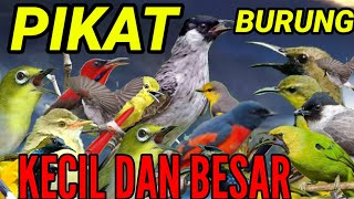 Download lagu SUARA PIKAT SEMUA JENIS BURUNG KECIL DAN BESAR TERBUKTI JITU mp3