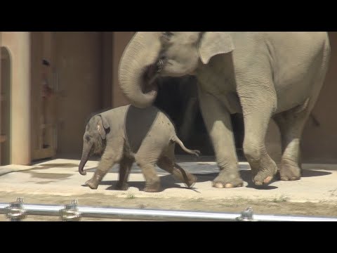 東山・アジアゾウ2頭目出産～親子3頭で一緒に暮らす～