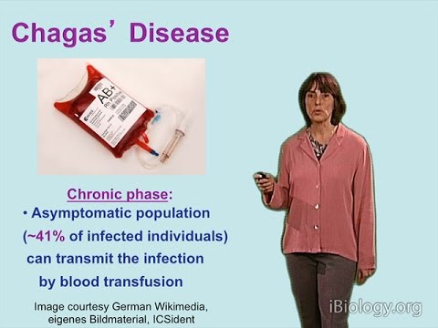 Chagas' Disease - Norma Andrews (University of Maryland)