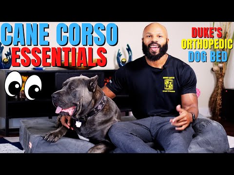 Cane Corso Essentials: Duke Gets a REAL Bed!