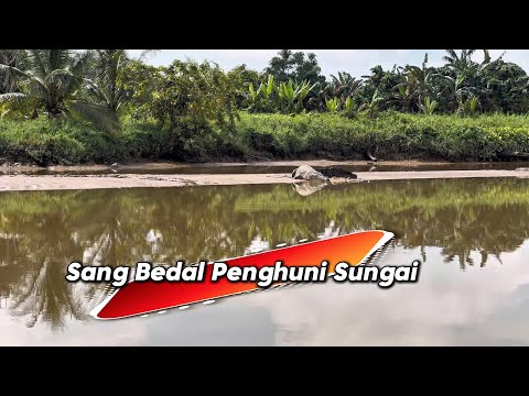 MENCARI REZEKI DI SUNGAI BANYAK BUAYA // TALI RAWAI PATIN DI TARIK KUAT PENGHUNI SUNGAI // 