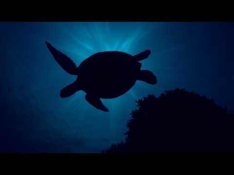 Galaxy’s Purposeful Innovation with Discarded Fishing Nets Samsung