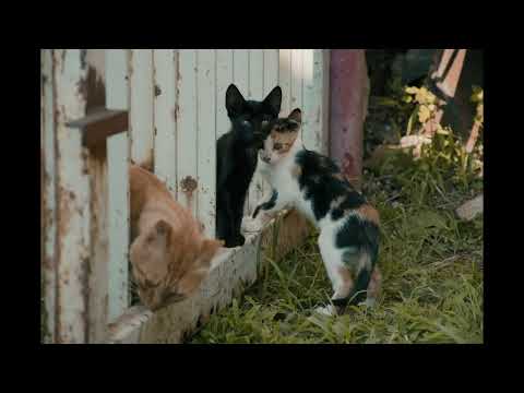 Dječje pjesmice / recitacije - TRI MACE