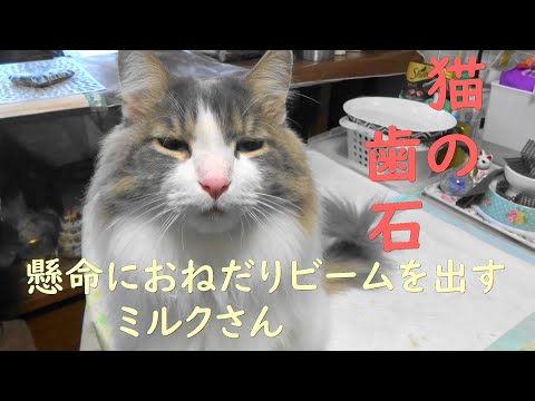 猫の歯石を除去するためのヒント