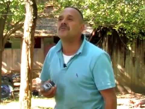 Zmaj od Sipova se davi orahom