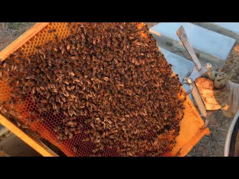 VISITA I TRANSHUMÀNCIA DE LES ABELLES