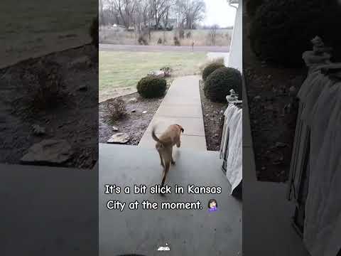 The dog is too slippery#funny #funnyvideo #funnydogs #dog