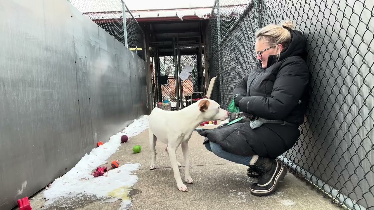 Rascal, a ADOPTABLE Pit Bull Terrier in Chicago, IL video 5/5