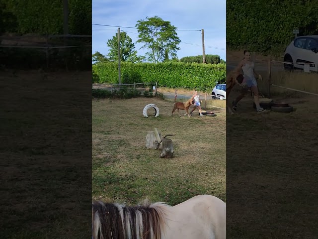 Poney Shetland PP