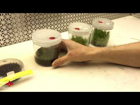 OrchidWeb - How We Develop Phragmipedium at OrchidWeb