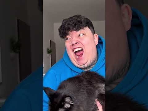 Wenn meine Katzen sprechen könnten, dann würde es sich SO anhören 😂 #comedy #cats