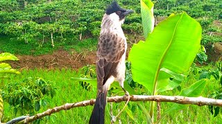 Download lagu Radar Penting BURUNG KUTILANG !!Hati-Hati Jika BURUNG KUTILANG Anda Menunjukan Tanda Ini mp3