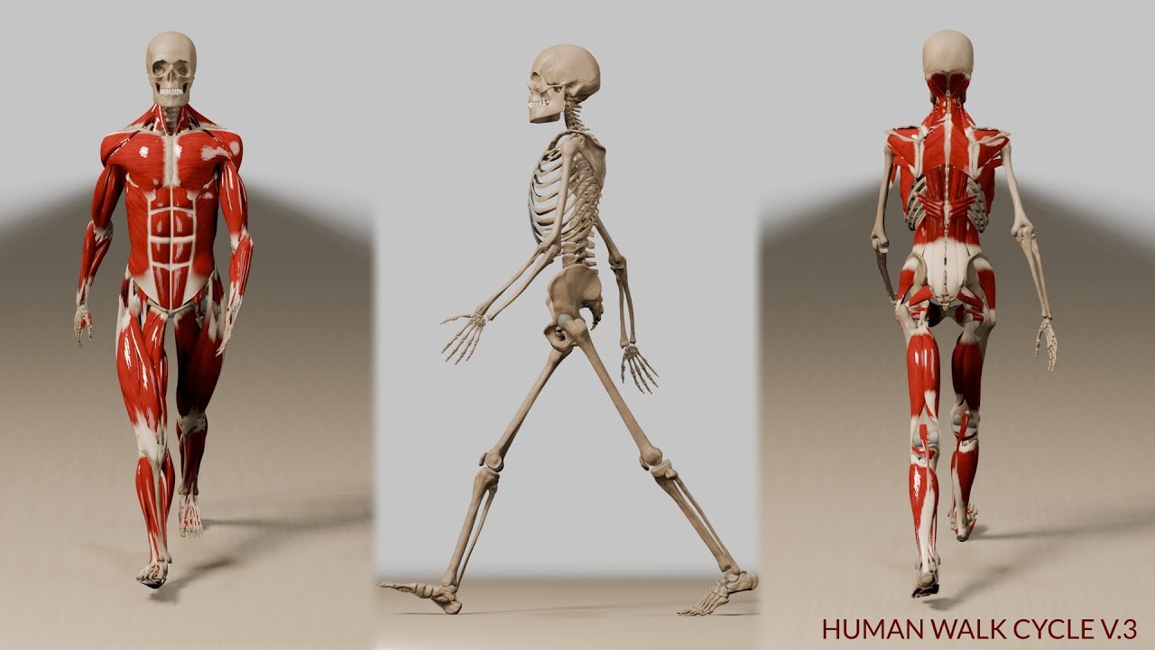 Human Gait V3  (3d Anatomy)