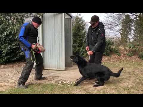 Quo Vadis von der Teufelskehle Verbellen