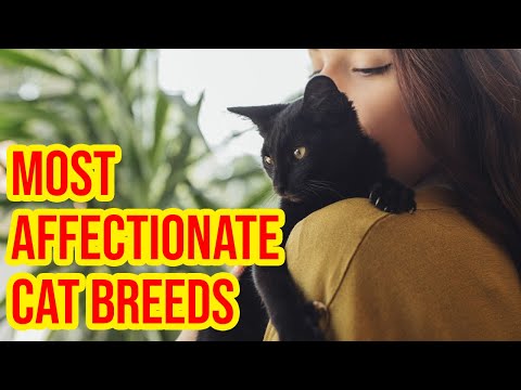 10 Most Affectionate Cat Breeds That Actually Love To Cuddle