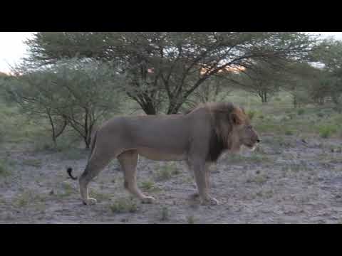Side View Lion