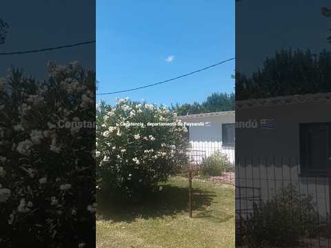 #ConstanciaDepartamentoDePaysandúUruguay 🇺🇾 . Videitos cultura uruguaya .