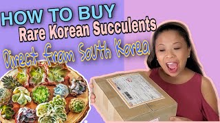 How to Buy Korean Succulents Direct From South Korea From Online/Where and What/Unboxing