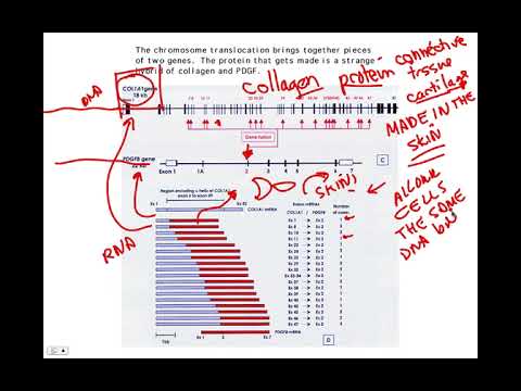 Skin Cancer patient, BIO105 Introductory Biology, David Champlin, USM