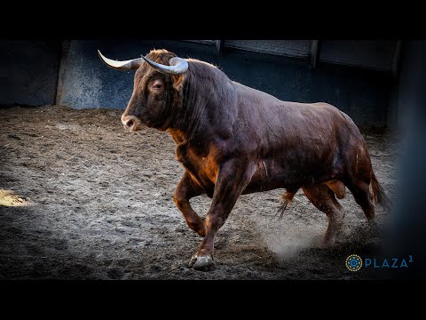 SORTEO | Novillada 6 agosto