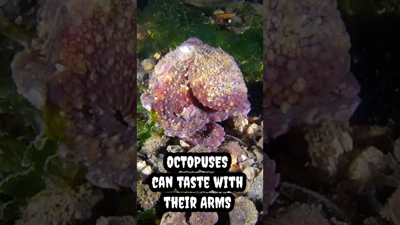 OCTOPUSES CAN TASTE WITH THEIR ARMS #shorts #shortsfeed #facts #factsfeed #viral #trending #octopus