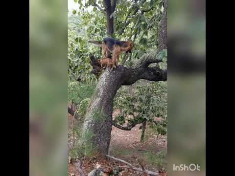 Pinalito de Palomas Xichu Guanajuato