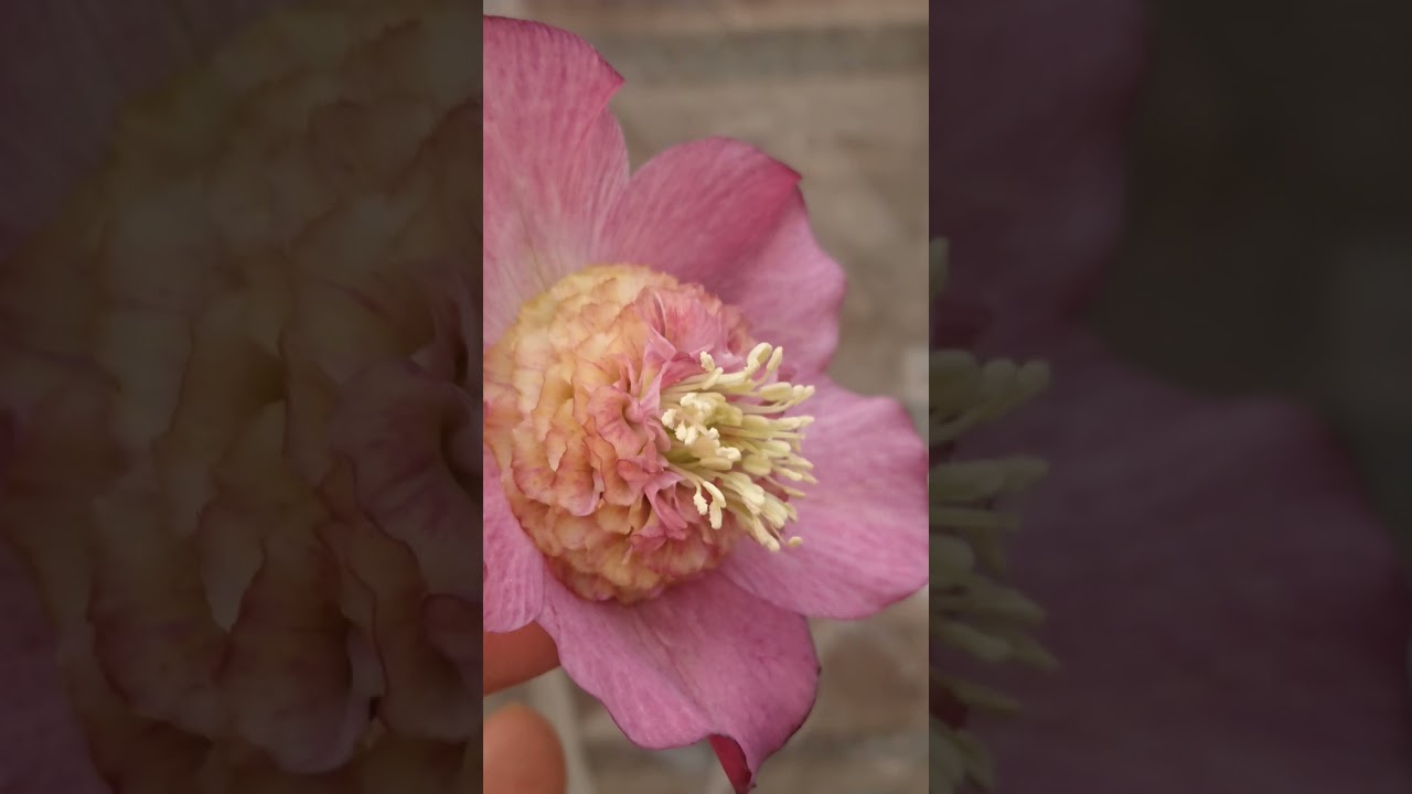 吉田園芸さんの厳選開花株🏵　#クリスマスローズ #helleborus #garden #flowers