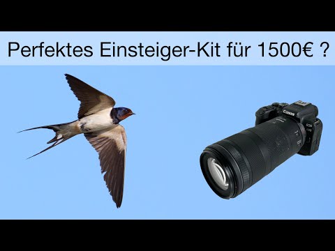 The perfect wildlife equipment for beginners - Canon R10 + RF100-400mm - Buy recommendation