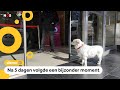 Hond wacht dagen op z'n baasje voor het ziekenhuis