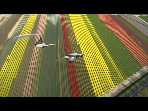 Wings to Paradise 1 of 2 1080p HD