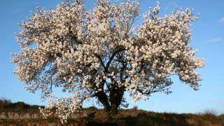 EMILIE SIMON - le vieil amant