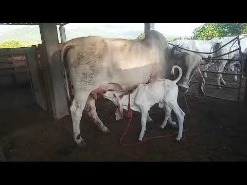 Vaca Indubrasil: GARRA DO CASSU (RMC 166) | Indubrasil AMN | Oliveira dos Brejinhos-BA
