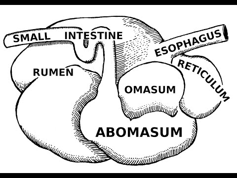 , title : 'Sistem Pencernaan Ternak: Anatomi'