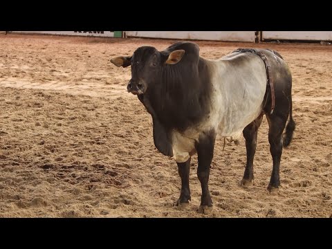 🔵 (SATURDAY) CRP 2021 Final / 27th Rinópolis Rodeo Festival - SP