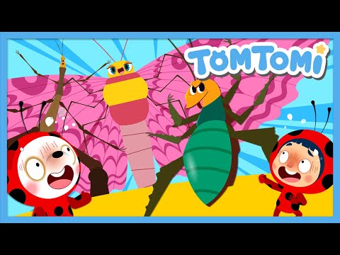 Gigantic Insects🦗🦋 | Unusual Insects | Unusual Series | Insect Song | Kids Song | TOMTOMI