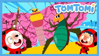 Download lagu Gigantic Insects🦗🦋 | Unusual Insects | Unusual Series | Insect Song | Kids Song | TOMTOMI mp3 Download lagu Gigantic Insects🦗🦋 | Unusual Insects | Unusual Series | Insect Song | Kids Song | TOMTOMI mp3