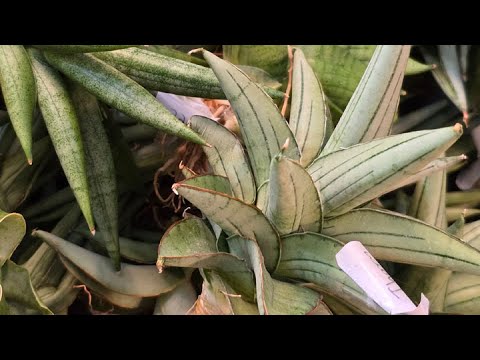 Sansevierias for March's Pre-Orders 2024